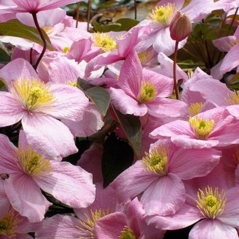 Clematis Landhaus 'Rubens' - C2L - 40/60 cm