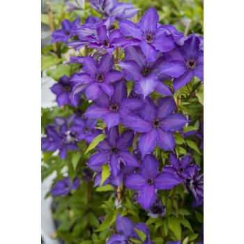 Clematis 'Viva La Vida' ® - C2.5L - 70 cm