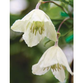 Clematis cirrhosa 'Wisley Cream' - C2.5L - 70 cm