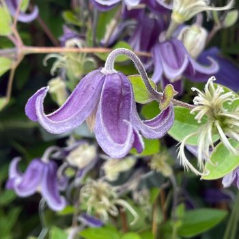 Clematis 'Fascination' - C2.5L - 70 cm