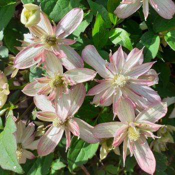 Clematis 'Marjorie' - C2.5 L - 70 cm