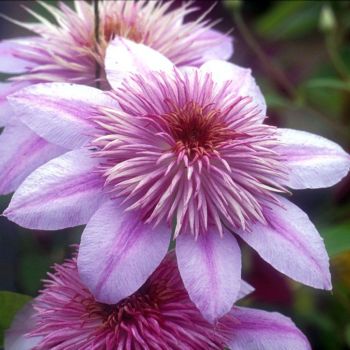 Clematis Evison 'Empress' - C2 L - 60/100 cm