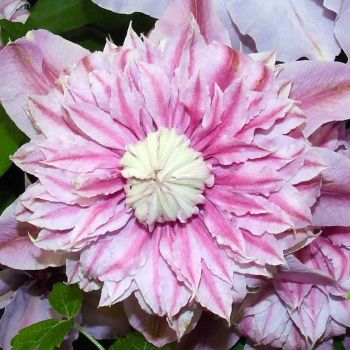 Clematis Evison 'Josephine' - C2 L - 60/100 cm