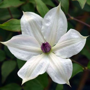 Clematis Evison 'Tsukiko' - C2 L - 60/100 cm