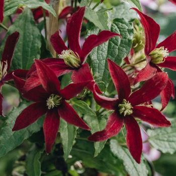 Clematis 'Glorious Red' - C2.5 L - 70 cm