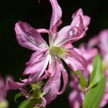 Clematis 'Glorious Surprise' - C2.5 L - 70 cm