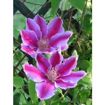 Clematis 'Dr. Ruppel' - P11 - 40 cm