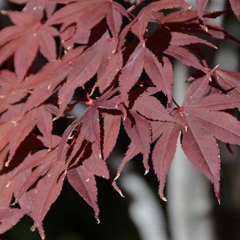 Acer palmatum 'Bloodgood' - C5 L - Bonsai