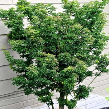 Acer palmatum 'Shishigashira' - C10 L - Bonsai