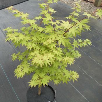 Acer palmatum 'Summergold' - C15 L - 100/125 cm
