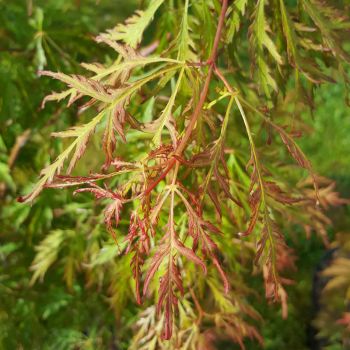 Acer pseud. 'Ice Dragon' ® Jack Frost - C5 L - 50/60 cm