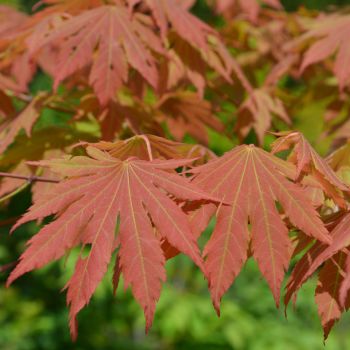 Acer pseud. 'North Wind' ® Jack Frost - C15 L - 100/125 cm