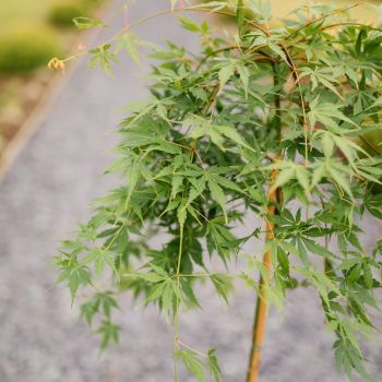 Acer palmatum 'Cascade Emerald' - C3 L - 40 cm Kalem