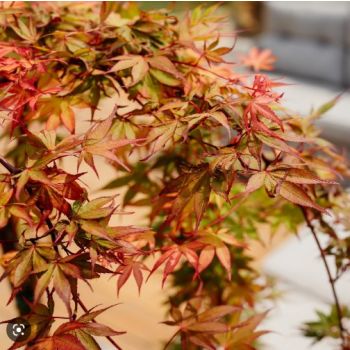 Acer palmatum 'Cascade Ruby' - C3 L - 40 cm Kalem