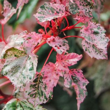 Acer conspicuum 'Red Flamingo' - C3L - 30/40 cm