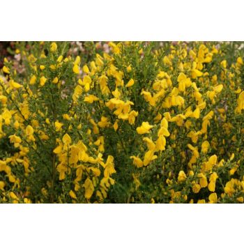 Cytisus 'Luna' - P15 - 30/40 cm