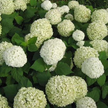 Hydrangea arborescens 'Annabelle' - C4 L - 20/40 cm