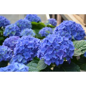 Hydrangea macrophylla 'Early Blue'