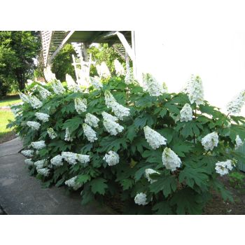 Hydrangea quercifolia - C2L - 60/80 cm