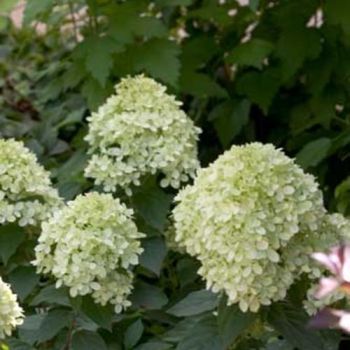 Hydrangea paniculata 'Little Lime' - C5L