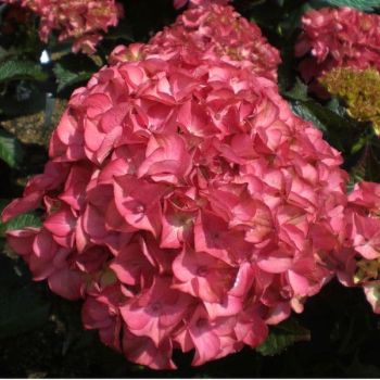 Hydrangea macrophylla 'Red Angel' - P15 - 20/30 cm