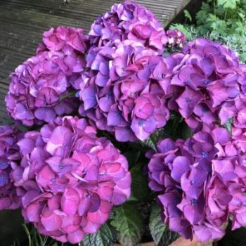 Hydrangea macrophylla 'Red Angel Blue' - C2L