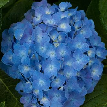 Hydrangea macrophylla 'Soft Blue Power' - P15 - 25/30 cm