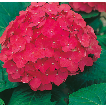 Hydrange macrophylla 'Red Power' - C2L - 25/30 cm