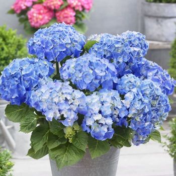 Hydrangea macrophylla 'Little Blue' - P15 - 25/30 cm