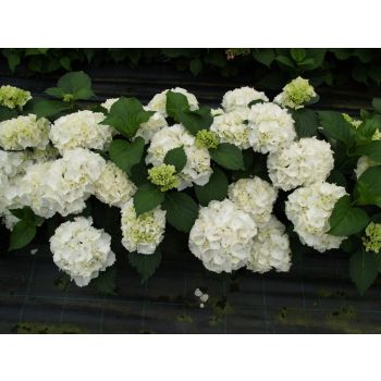 Hydrangea macrophylla 'Schneeball' - C2L - 40/60 cm