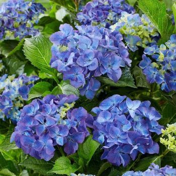 Hydrangea macrophylla 'Blue Power' - P15 - 40/60 cm