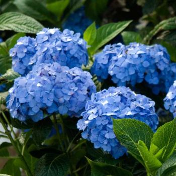 Hydrangea macrophylla 'Sweety Blue' - C2L - 15/20 cm