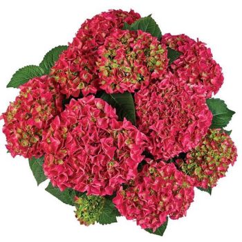 Hydrangea macrophylla 'Bright Red Power' - P15 - 15/20 cm