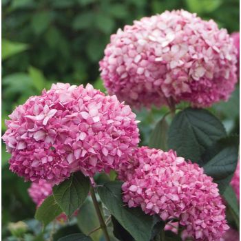 Hydrangea 'Silky Pink' - C2L - 25/30 cm