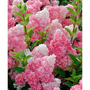 Hydrangea paniculata 'Vanilla Fraise' - C5L