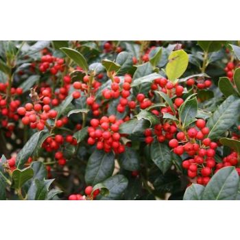 Ilex mutchagara 'Nellie R.Stivens' - C2L - 20/30 cm