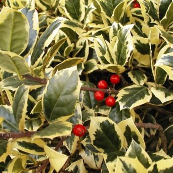 Ilex aquifolium 'Golden Van Tol' - C7.5 L - kalem 60 cm