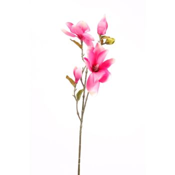 Magnolija Roze - 75 cm