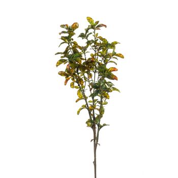 Pittosporum Zelena - 70 cm