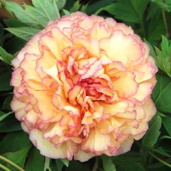 Paeonia suffruticosa 'Jing Ge' - P11 - 15/20 cm