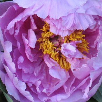 Paeonia suffruticosa 'Ling Hua Zhan Lu' - P11 - 15/20 cm