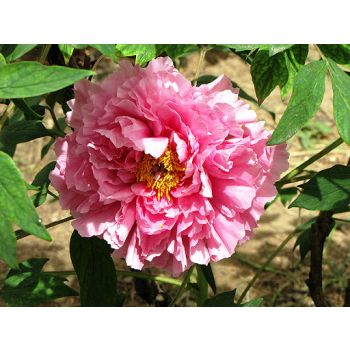 Paeonia suffruticosa 'Rou Fu Rong' - P11 - 15/20 cm