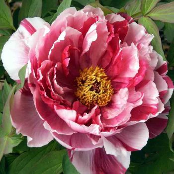 Paeonia suffruticosa 'Shima-Nishiki' - P11 - 15/20 cm