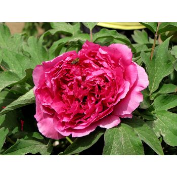 Paeonia suffruticosa 'Wu Long Peng Sheng' - P11 - 15/20 cm