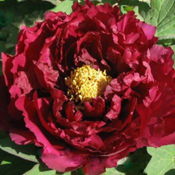 Paeonia suffruticosa 'Wu Yin Yao Hui' - P11 - 15/20 cm