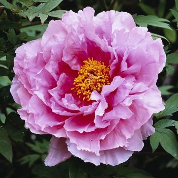 Paeonia suffruticosa 'Yin Hong Qiao Dui' - P11 - 15/20 cm