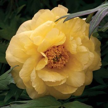 Paeonia suffruticosa 'Hai Huang' - P11 - 15/20 cm