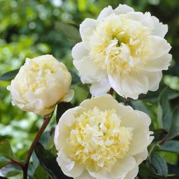 Paeonia lactiflora 'Charles White' - P11 - 10/20 cm