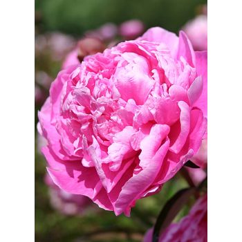 Paeonia lactiflora 'Alexander Flemming' - P11 - 0/10 cm