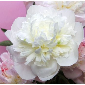 Paeonia lactiflora 'Duchesse De Nemours' - P11 - 0/10 cm